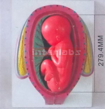 HUMAN PREGNANCY SERIES MODEL (7TH MONTH 35-38CM 1000-1200GM)